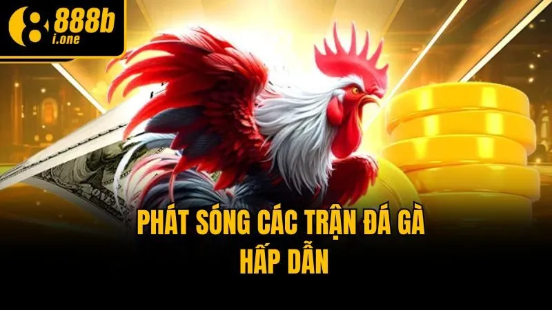 Phát sóng các trận đá gà hấp dẫn